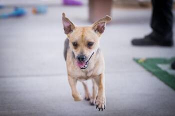 Snappy -  Chihuahua and Beagle Dog for Adoption in Twentynine Palms, California - Snappy | PetCurious