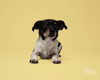 Timi -  Chihuahua Dog Available for Adoption in Winnabow, North Carolina - Timi | PetCurious