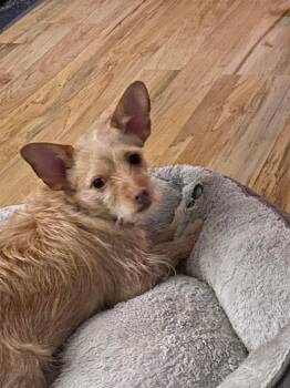 Wirehaired Terrier Dogs Available for Adoption in Portland, Maine - Luka (FEE SPONSORED) | PetCurious