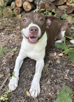 Ribbon -  Pit Bull Terrier and Boxer Dog for Adoption in Watertown, Connecticut - Ribbon | PetCurious