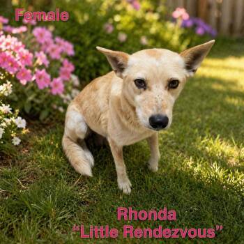 Australian Cattle Dog Blue Heeler Dogs Available for Adoption in Plainfield, Connecticut - Rhonda | PetCurious