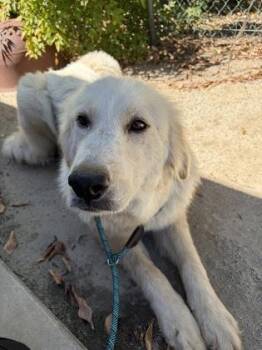 Tanka Jahari -  Great Pyrenees and Mixed Breed Dog for Adoption in Fresno, California - Tanka Jahari | PetCurious