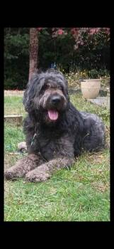 Oso -  Labradoodle and Shepherd Dog for Adoption in Vancouver, Washington - Oso | PetCurious