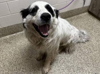 BLUEBERRY -  Great Pyrenees and Mixed Breed Dog Available for Adoption in Colorado Springs, Colorado - BLUEBERRY | PetCurious