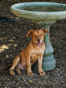 EDDIE #5 -  Golden Retriever Dog for Adoption in Chandler, Arizona - EDDIE #5 | PetCurious