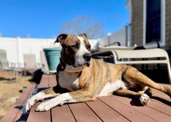 American Bulldog Dogs Available for Adoption in Scituate, Massachusetts - Ty | PetCurious
