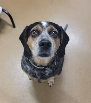 HOLLY -  Beagle Dog for Adoption in St. Peters, Missouri - HOLLY | PetCurious