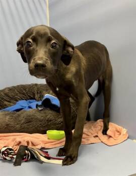 JADE -  American Staffordshire Terrier and Mixed Breed Dog for Adoption in Kalamazoo, Michigan - JADE | PetCurious