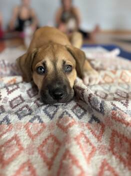 Hopscotch -  Labrador Retriever and Shepherd Dog for Adoption in Pasadena, California - Hopscotch | PetCurious
