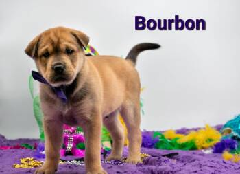 Shar Pei Dogs Available for Adoption - Bourbon | PetCurious