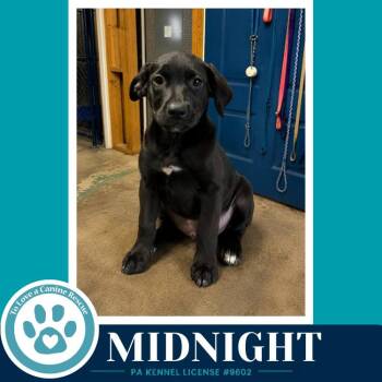 Midnight (Sweetie