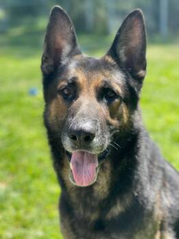 Rescue German Shepherd Dog Dogs for Adoption in Warwick, New York - Brian | PetCurious