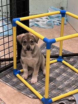 German Shepherd Dog and Husky Dogs Available for Adoption in Salisbury, Maryland - Bellagio  | PetCurious