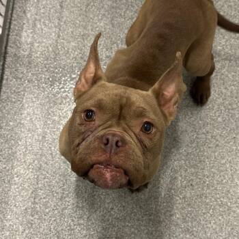 French Onion Soup -  Mixed Breed Dog Available for Adoption in Oak Brook, Illinois - French Onion Soup | PetCurious
