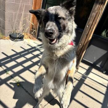 Dude -  Mixed Breed Dog for Adoption in Cheyenne, Wyoming - Dude | PetCurious