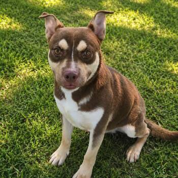 Harold -  American Staffordshire Terrier Dog for Adoption in Houston, Texas - Harold | PetCurious