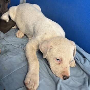 Mixed Breed Dogs Available for Adoption - 103414 | PetCurious