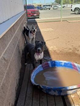Sugar -  Mixed Breed Dog for Adoption in Hobbs, New Mexico - Sugar | PetCurious