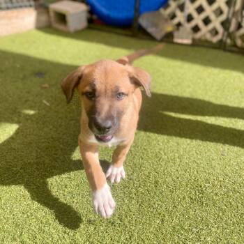 Lil Sister AKA Mila 1989 -  Mixed Breed Dog for Adoption in Loxahatchee Groves, Florida - Lil Sister AKA Mila 1989 | PetCurious