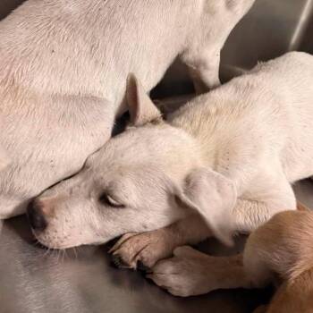 Strobe -  Cattle Dog Dog for Adoption in Austin, Texas - Strobe | PetCurious