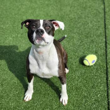 Brandy -  Pit Bull Terrier Dog for Adoption in Chatham, Virginia - Brandy | PetCurious