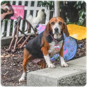 Shnookums -  Beagle Dog for Adoption in Wake Forest, North Carolina - Shnookums | PetCurious