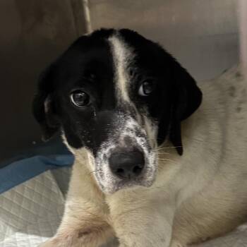 Tweetie -  Mixed Breed Dog for Adoption in Corbin, Kentucky - Tweetie | PetCurious