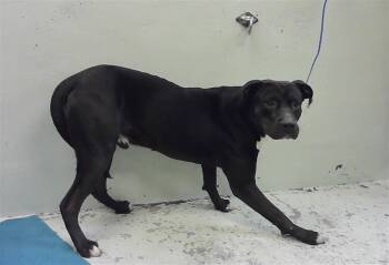 American Staffordshire Terrier and Mixed Breed Dogs Available for Adoption - LENNON | PetCurious