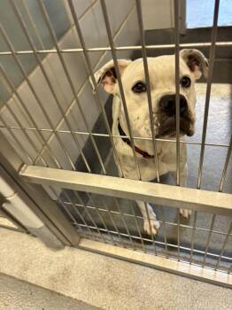 Rescue Boxer Dogs for Adoption in Plato Center, Illinois - Buddy | PetCurious