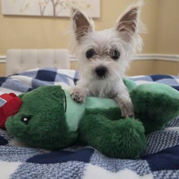 Buster -  Maltese and West Highland White Terrier Westie Dog for Adoption in Dallas, Texas - Buster | PetCurious