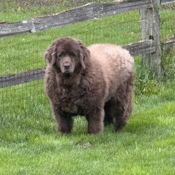 Newfoundland Dog Dogs Available for Adoption in Racine, Wisconsin - Norah | PetCurious