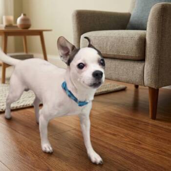 LUCUS -  Chihuahua Dog for Adoption in Waterford, New Jersey - LUCUS | PetCurious