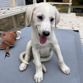 Amanda -  Golden Retriever and Great Pyrenees Dog for Adoption - Amanda | PetCurious