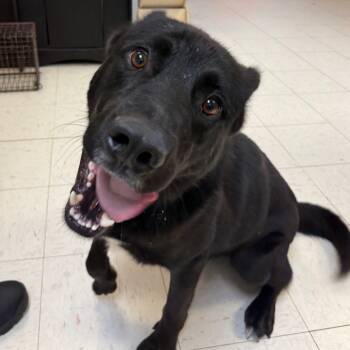 Rescue Husky Dogs for Adoption in Jacksonville, Arkansas - Jet | PetCurious