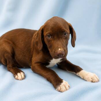 Labrador Retriever Dogs Available for Adoption in Sterling, Massachusetts - Kingston - 12 Weeks ( Avail 6/3) | PetCurious