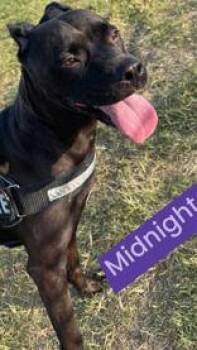 Midnight -  Mixed Breed Dog for Adoption in Denton, Texas - Midnight | PetCurious
