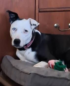 Australian Shepherd and Mixed Breed Dogs Available for Adoption in Morton Grove, Illinois - Debbie | PetCurious