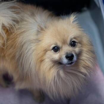 Pomeranian Dogs Available for Adoption in Peyton, Colorado - Thor (MR26-313) | PetCurious