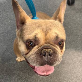 Baguette -  Mixed Breed Dog for Adoption in Allentown, Pennsylvania - Baguette | PetCurious