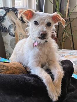 Maltese Dogs Available for Adoption in Portland, Maine - Keebler (FEE SPONSORED) | PetCurious
