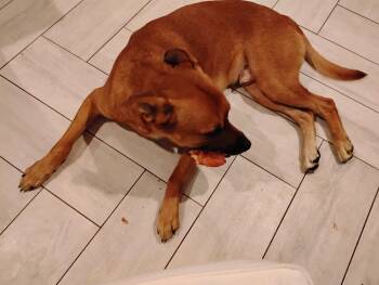 Hank -  Black Mouth Cur Dog for Adoption in Fort Lauderdale, Florida - Hank | PetCurious