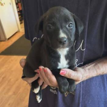 Odette -  Labrador Retriever and Mixed Breed Dog for Adoption - Odette | PetCurious