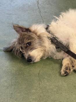 Terrier Dogs Available for Adoption - Minnow | PetCurious
