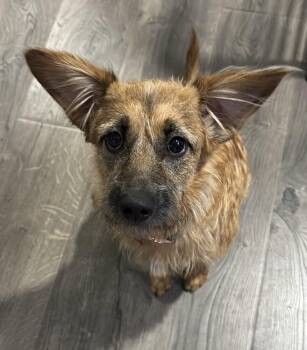 Katelyn -  Cairn Terrier and Norfolk Terrier Dog for Adoption in Washington, District Of Columbia - Katelyn | PetCurious