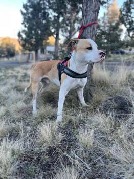 American Bulldog Dogs Available for Adoption in Bend, Oregon - Courtesy Listing -Biscuit | PetCurious