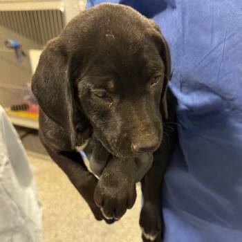 Cinnamon Twist -  Black Labrador Retriever and Mixed Breed Dog for Adoption in Charlottesville, Virginia - Cinnamon Twist | PetCurious