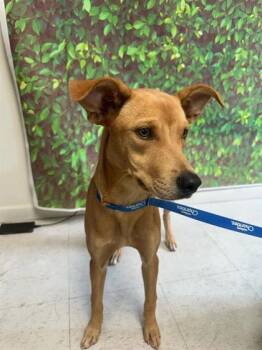 Rescue Shepherd and Mixed Breed Dogs for Adoption in San Antonio, Texas - Nessie | PetCurious