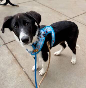 Australian Cattle Dog Blue Heeler and Collie Dogs Available for Adoption in Fort Lupton, Colorado - Rylee | PetCurious