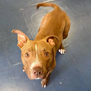 Pit Bull Terrier Dogs Available for Adoption in Los Angeles, California - Elliot | PetCurious