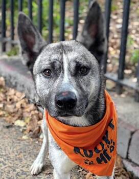 Rescue Shepherd and Husky Dogs for Adoption in New York, New York - JayJay (JJ) | PetCurious